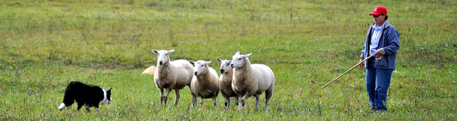 A VBCA member participating in a past VBCA sanctioned trial, working a group if four sheep with a Border Collie.